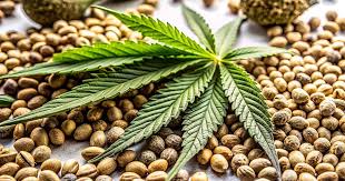 Exploring the Best Options for Marijuana Seeds in Florida Exploring the Best Options for Marijuana Seeds in Florida