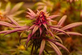 Exploring the Best Options for Marijuana Seeds in Florida Exploring the Best Options for Marijuana Seeds in Florida