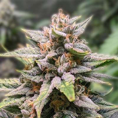 Exploring the Best Options for Marijuana Seeds in Florida Exploring the Best Options for Marijuana Seeds in Florida